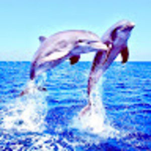 Meet your Posher, Gemily